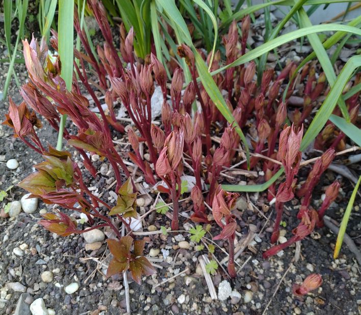 芍薬は芽が出てきました