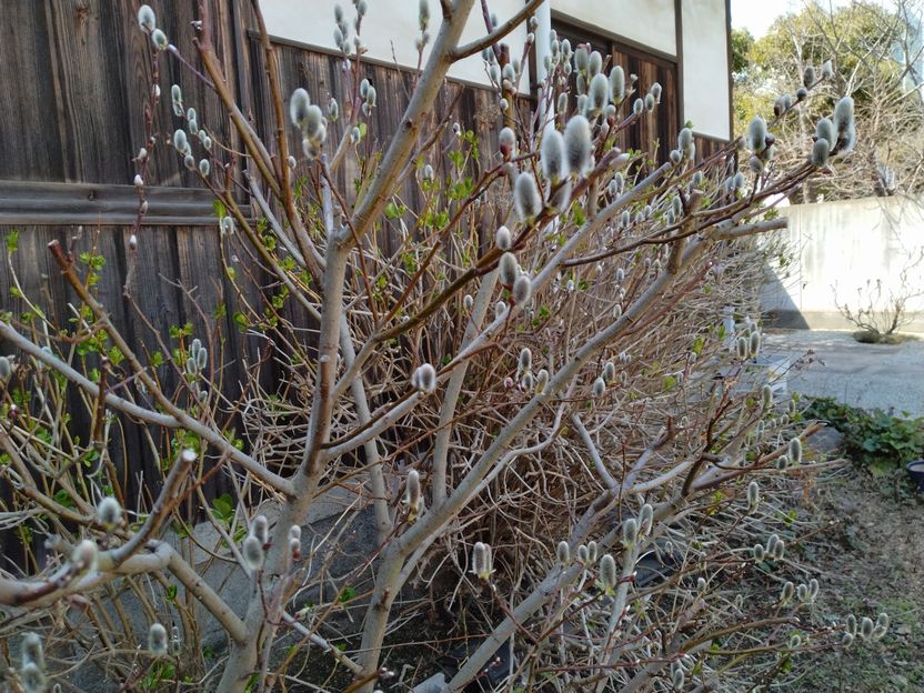 ねこやなぎと後ろは紫陽花　紫陽...
