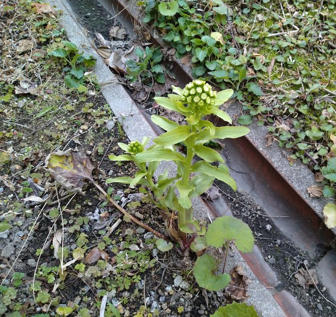 蕗の薹