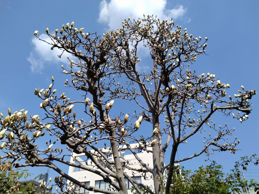 青空に映えて　(^_-)-☆