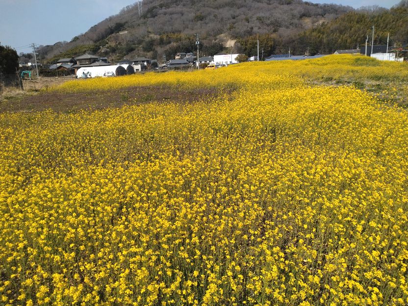 産直からの帰り道、きれいに咲い...