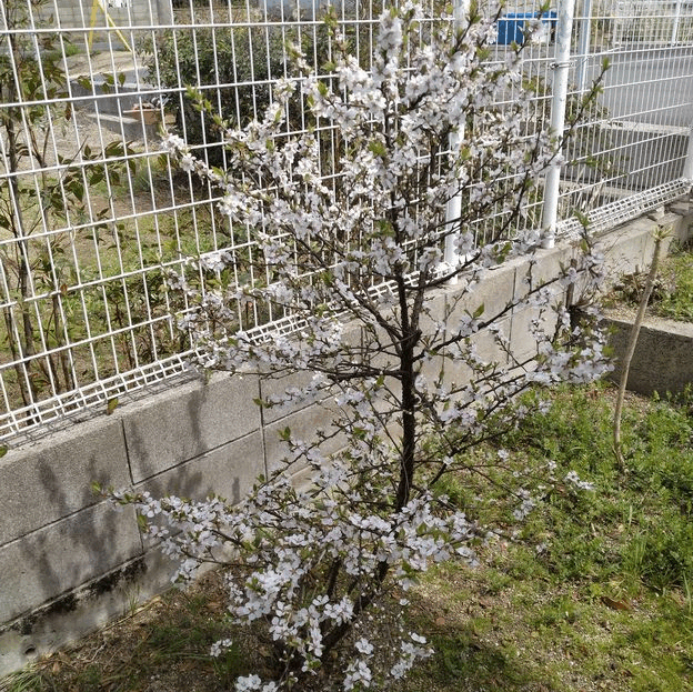 🌺ゆすら梅 もう枯れてしまった...