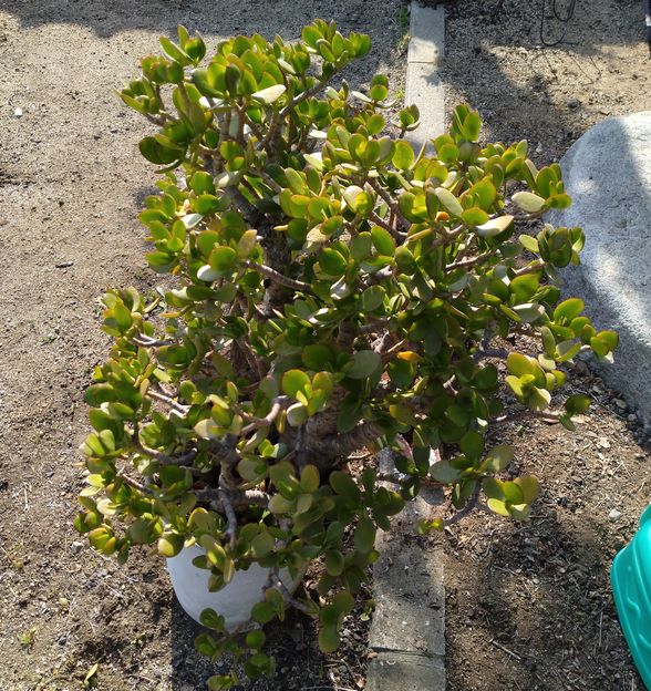 全く花が咲きません 我が家を象...