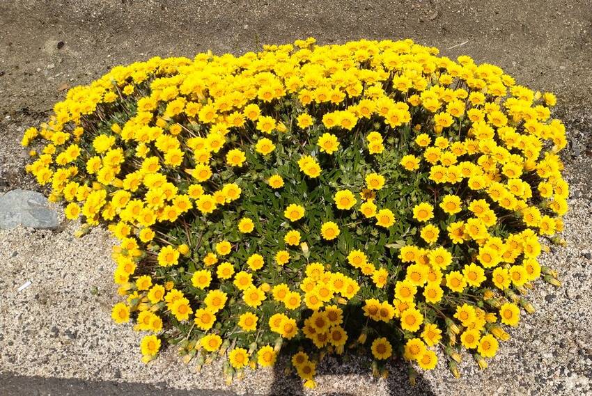 黄色いガザニア、お向かいの路肩...