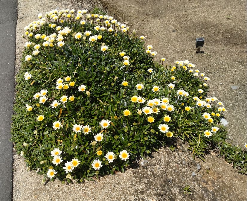 来年はどこまで増えるんだろ？楽...