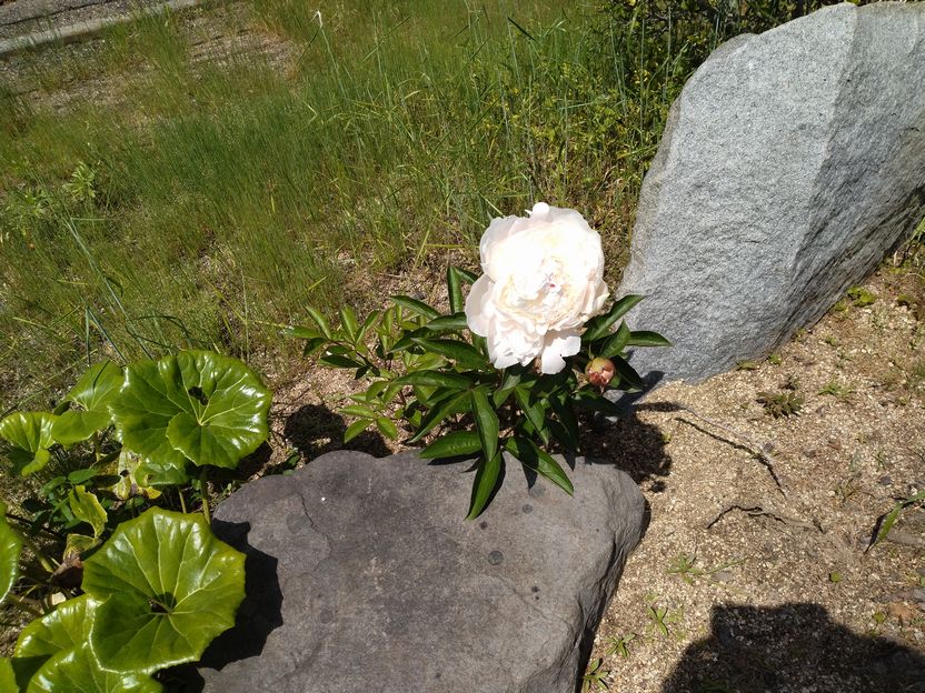 我が家の芍薬、咲きました　(^...