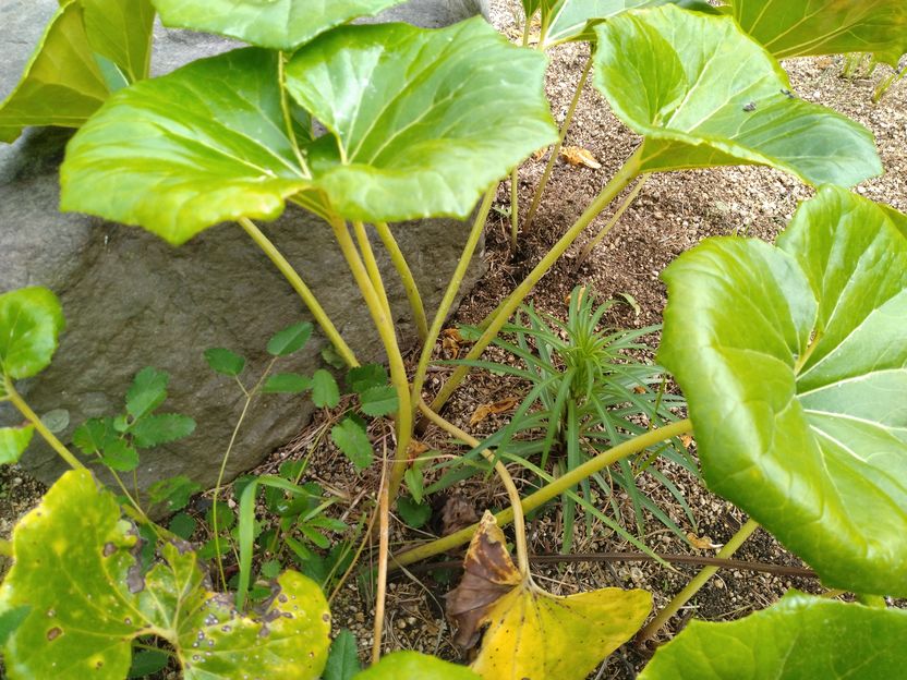 今までは、このツワブキの中に生...