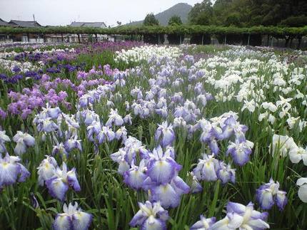 花菖蒲