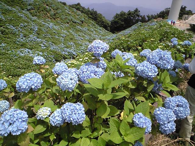 紫陽花