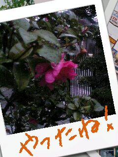 雨