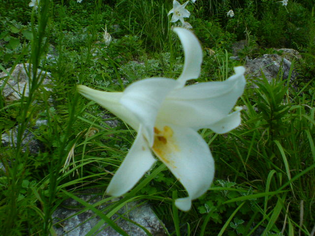 高砂百合
