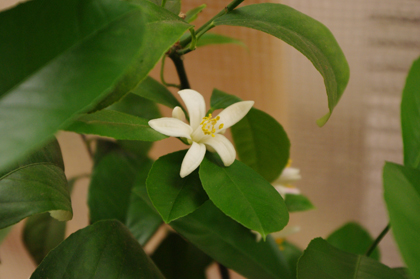 レモンの花