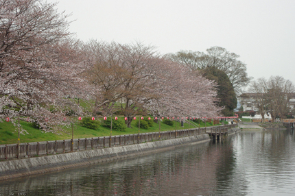 サクラの色が、ほんのり水に写し...