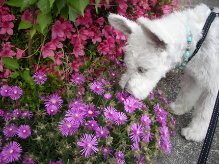 ５月の花もそろそろ・・