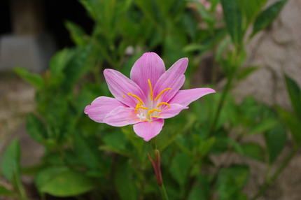 ピンクの花