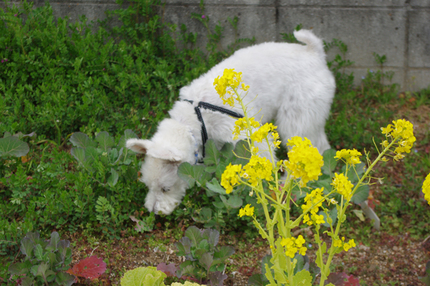 春ですね、草木もどんどん芽を出...