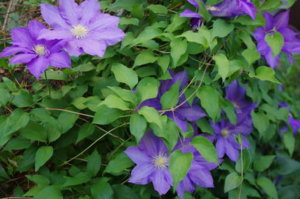 テッセンの花