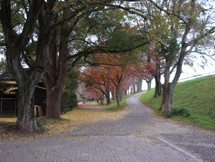 秋も深まり、散歩コースの公園の...