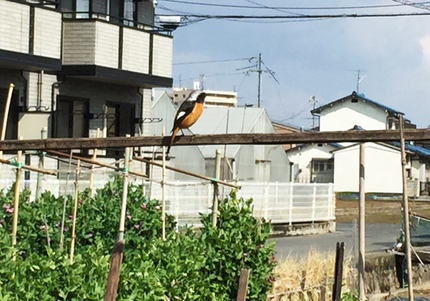 散歩の途中、道端でとても綺麗な...