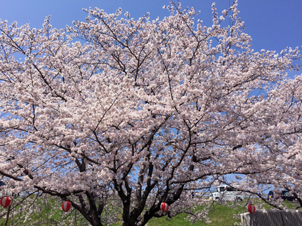 桜満開