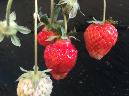 裏庭にプランターで植えていイチ...