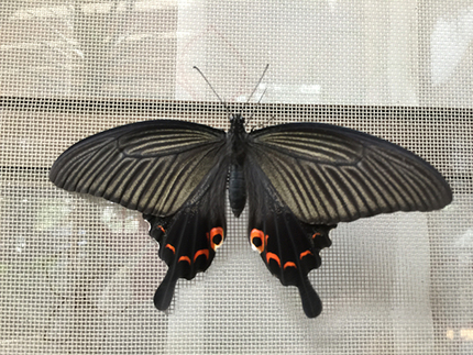 テラスの中で、この大きな黒い蝶...