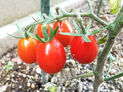 この夏一番のトマト収穫です。 ...