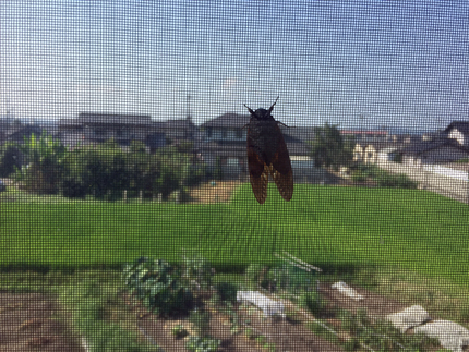 今朝、目が覚めてカーテンを開け...