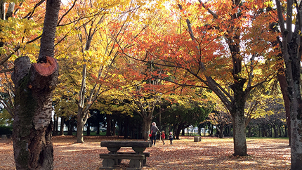 秋も深まり公園の木々は、一面紅...