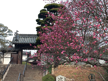 満開の梅