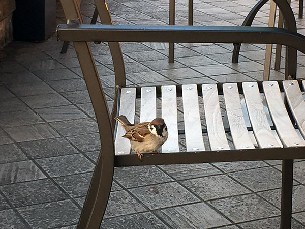 珍しい、スズメがやって来ました...