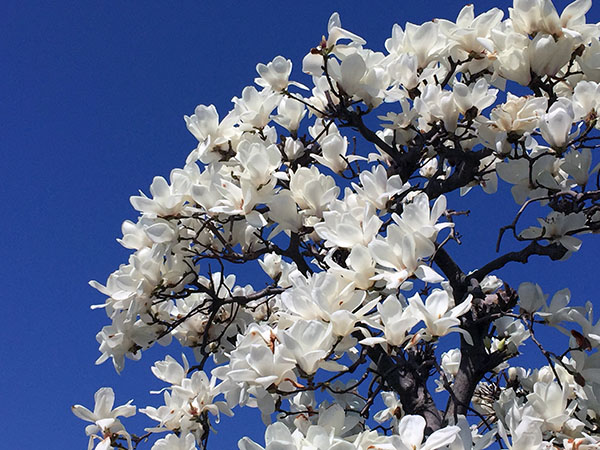 モクレンの花言葉