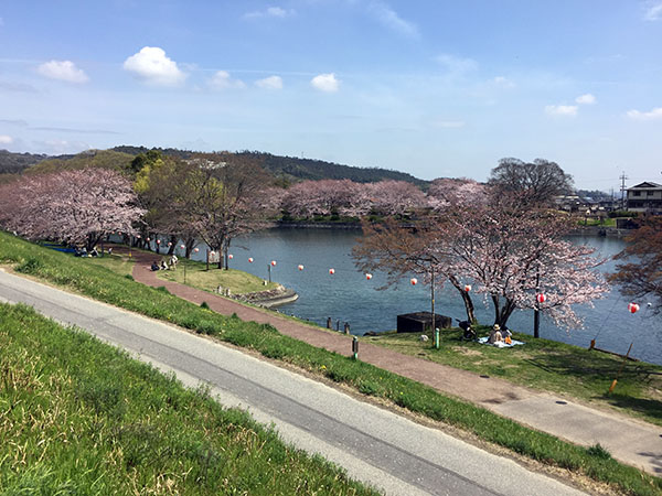 散歩コースの公園の桜は七分咲き...