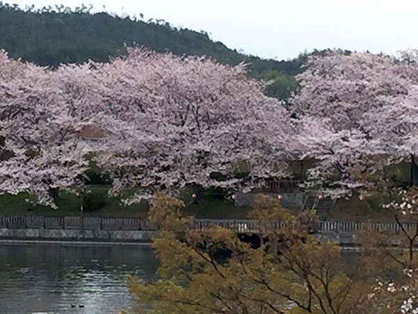 昨日、七分咲きだったんですが、...