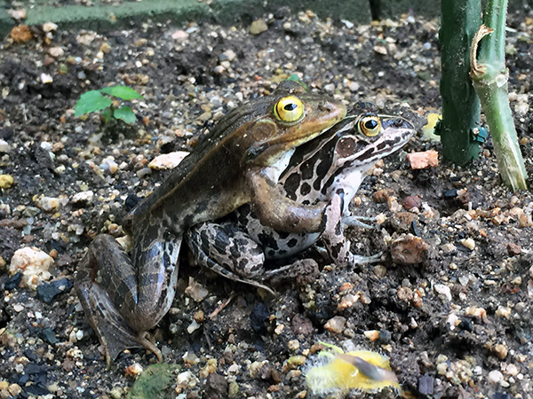 雨上がり
