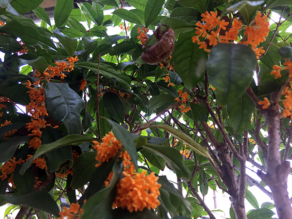 秋の花