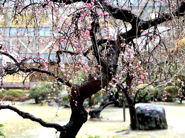 今日は朝からほとんど一日中、雨...