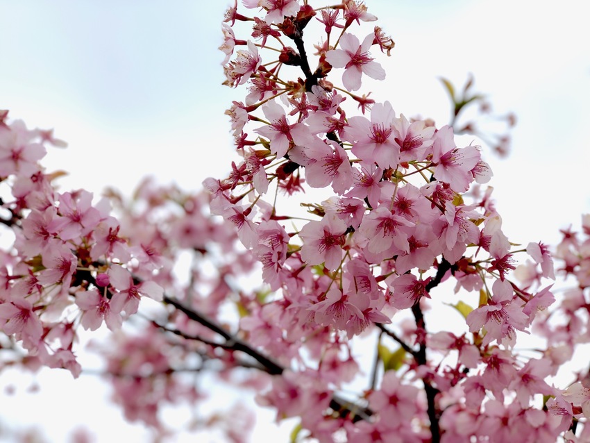 岡山の桜の開花はもうしばらくお...