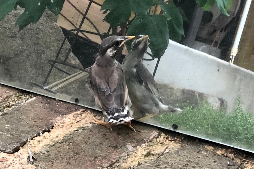 こちらはヒヨドリでしょうか、前...