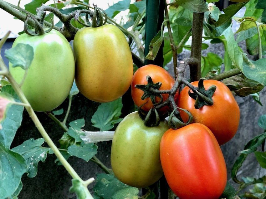 トマト収穫しました。 種から育...