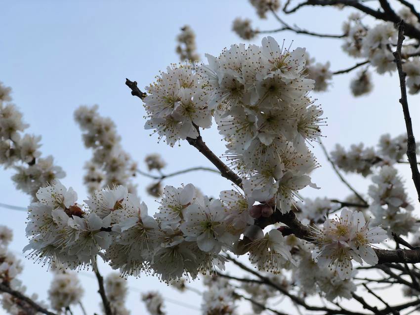 桜満開