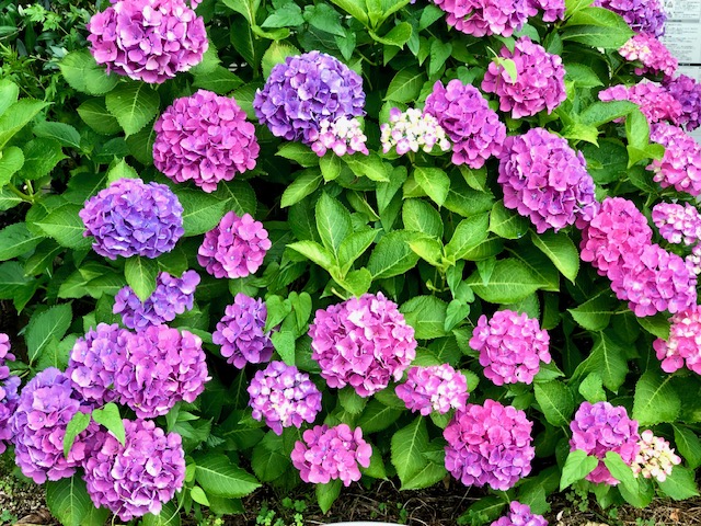 梅雨の花