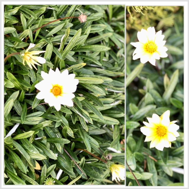 この花、なぁに ♫