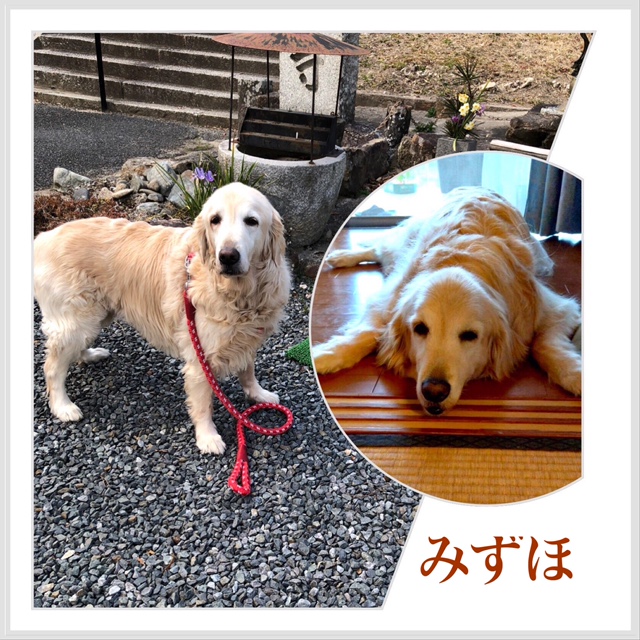 さよなら、みずほ❤