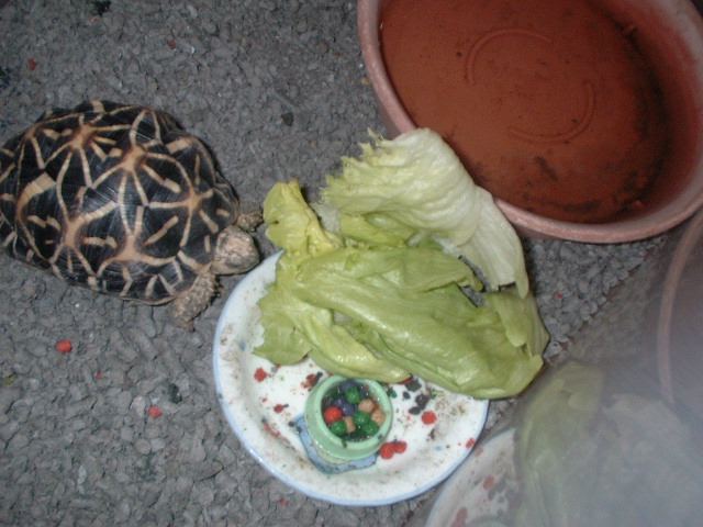 食事中・・・カメさんですが