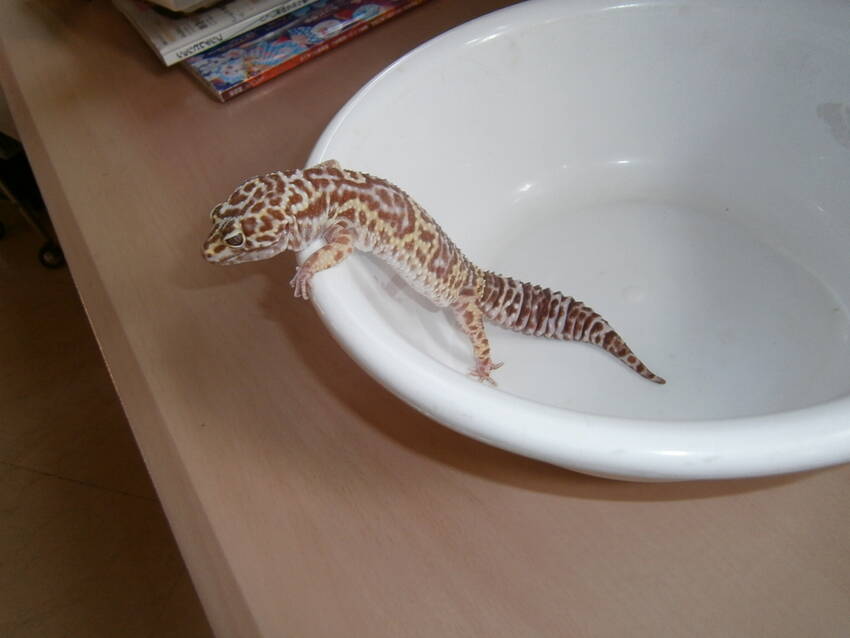 ヒョウモントカゲモドキ