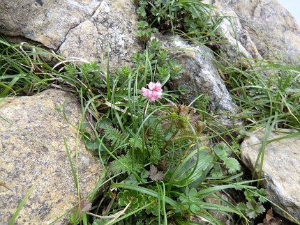 早池峰山の固有種の高山植物、ナ...