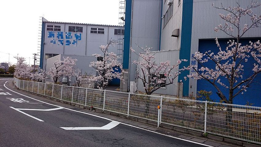 新潟の桜はだいぶ散って来たとこ...