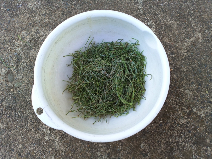 スギナの根の部分や黒い茎の部分...