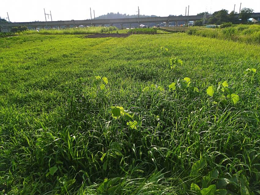 草刈り前の畑 約80cmの高さ